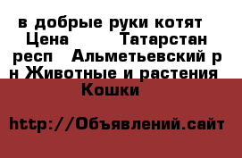 в добрые руки котят › Цена ­ 50 - Татарстан респ., Альметьевский р-н Животные и растения » Кошки   